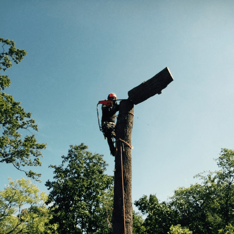 Trädfällning Trädfällning i Stockholm